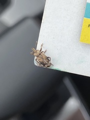 Listroderes apicalis