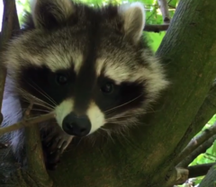 Procyon lotor