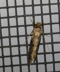 Niditinea fuscella
