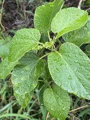 Pyrenacantha grandiflora