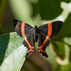 Ancyluris aulestes pandama