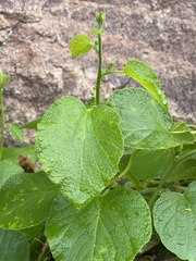 Pyrenacantha grandiflora