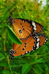 Danaus chrysippus