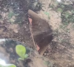 Sphacelodes vulneraria