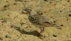 Calandrella brachydactyla