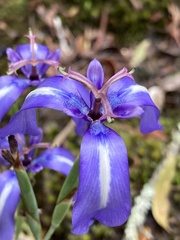 Herbertia pulchella