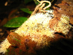 Protohydnum sclerodontium