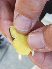 Eurema hecabe hecabe