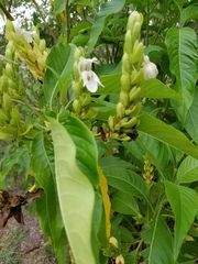 Justicia adhatodoides