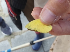 Eurema hecabe hecabe