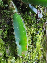 Acanthocereus tetragonus