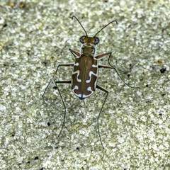 Calomera angulata