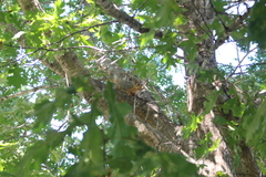 Sciurus niger