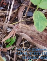 Brasiliscincus heathi