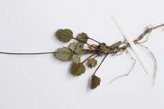 Lagenophora strangulata