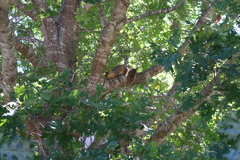 Sciurus niger