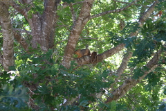 Sciurus niger