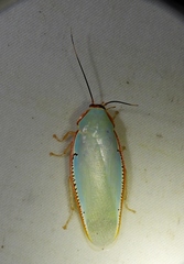 Panchlora kozaneki