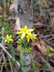 Tricoryne muricata