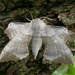 Poplar Hawkmoth - Photo (c) Donald Hobern, some rights reserved (CC BY)