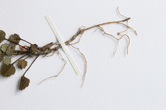 Lagenophora strangulata