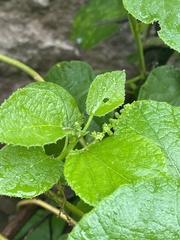 Pyrenacantha grandiflora