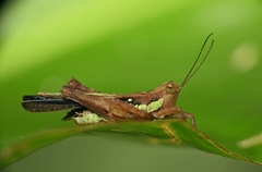 Scaria