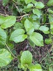 Pyrenacantha grandiflora