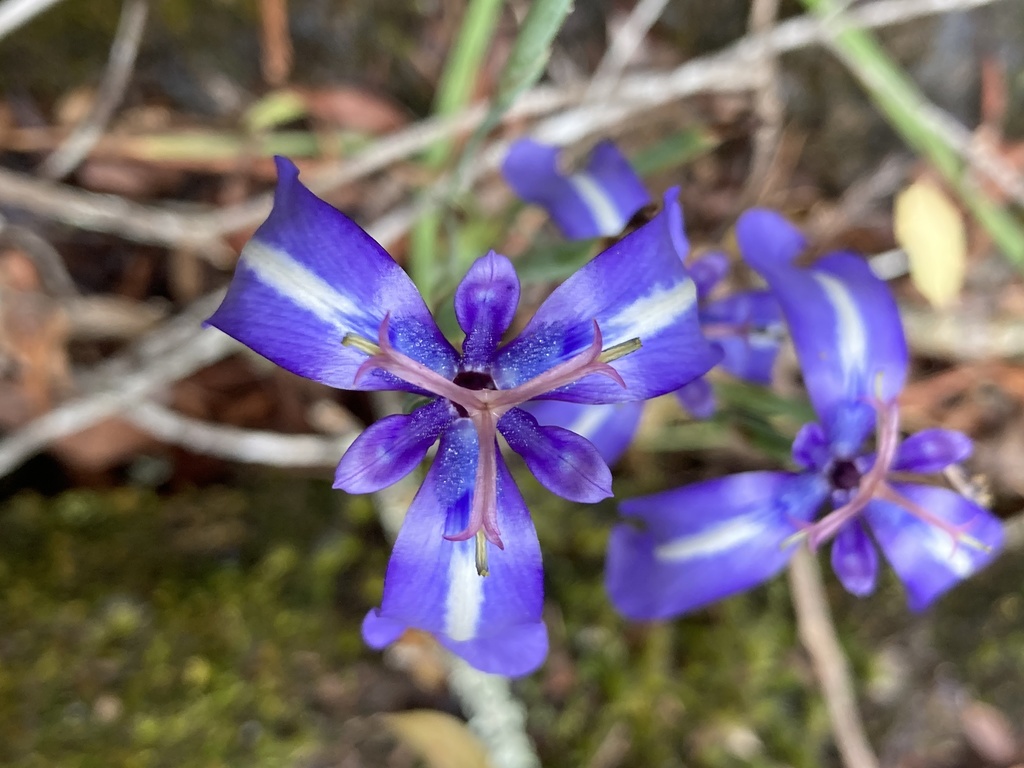 Herbertia pulchella