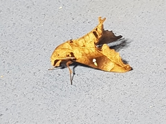 Madoryx oiclus