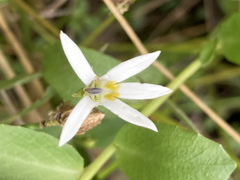 Lobelia hederacea