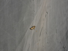 Marasmia cochrusalis