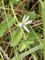 Lobelia hederacea