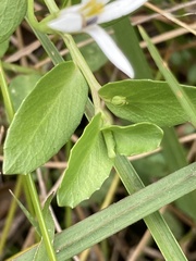 Lobelia hederacea