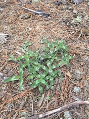 Trifolium virginicum