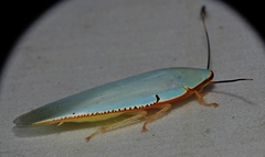Panchlora kozaneki
