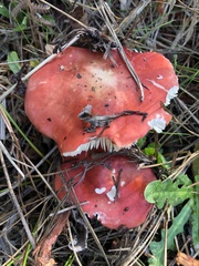 Russula californiensis