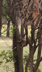 Sciurus niger