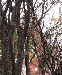 Sciurus niger