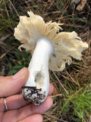 Russula californiensis