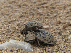 Omorgus pastillarius