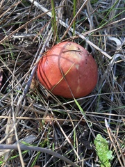 Russula californiensis