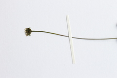 Lagenophora strangulata
