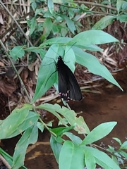 Parides burchellanus