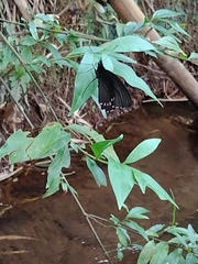 Parides burchellanus