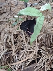 Parides burchellanus
