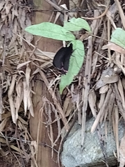 Parides burchellanus