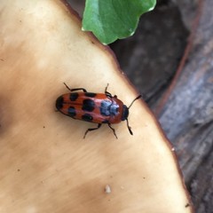 Episcaphula australis