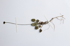 Lagenophora strangulata