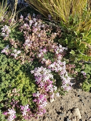 Junellia tridactylites